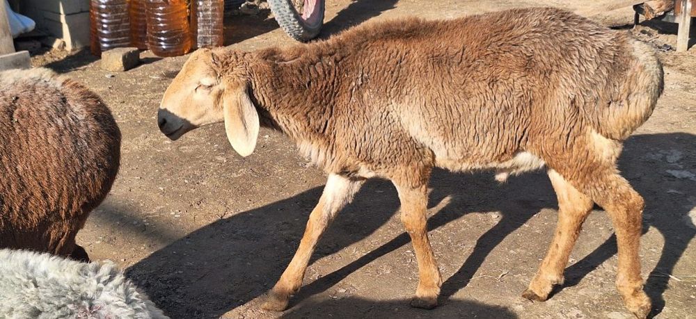 Arashan zotdor qòchqorlari