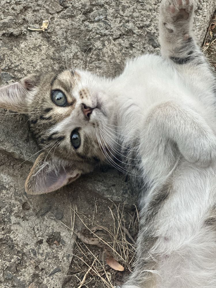 Малко котенце си търси дом