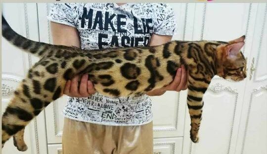 Срочно продается кот бенгальский возврат 2 года чистоплотный