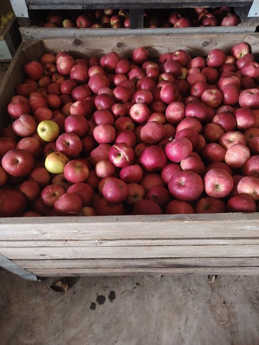 Mare golden idared și bot de epure