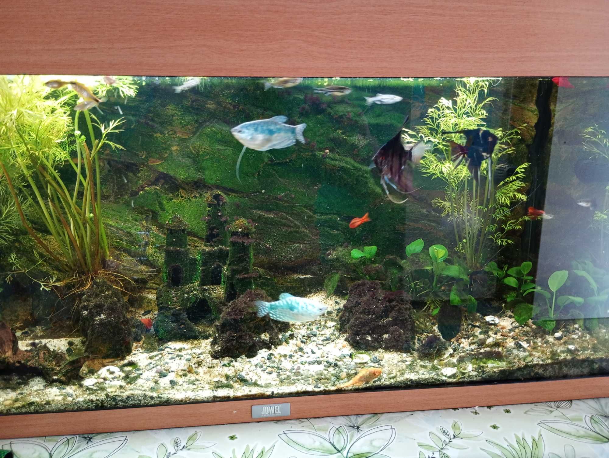 Vând acvariu Juwel 120l