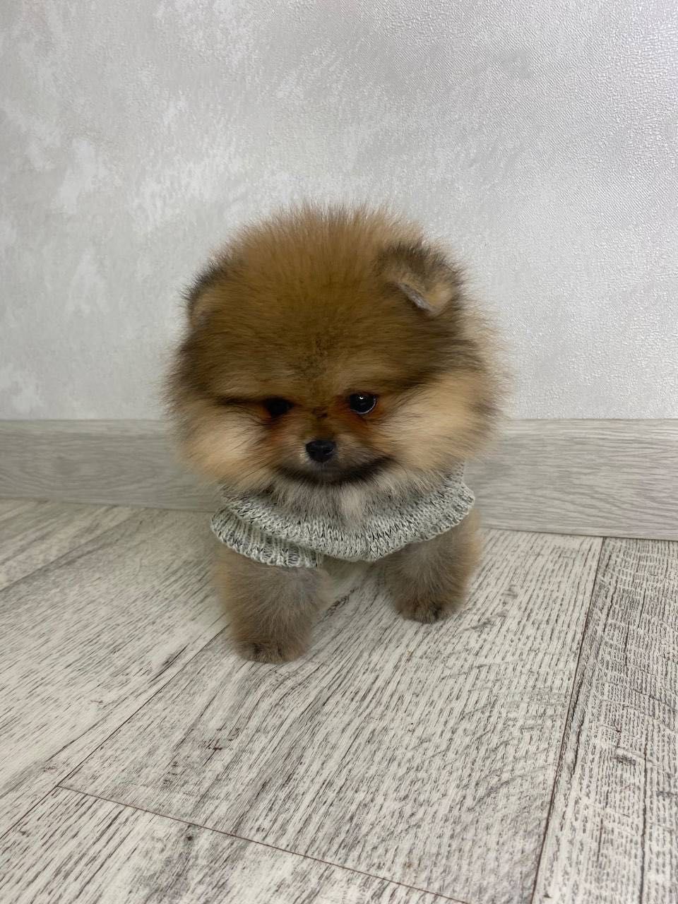 Baш нoвый пoклoннuк Померанский шпиц
