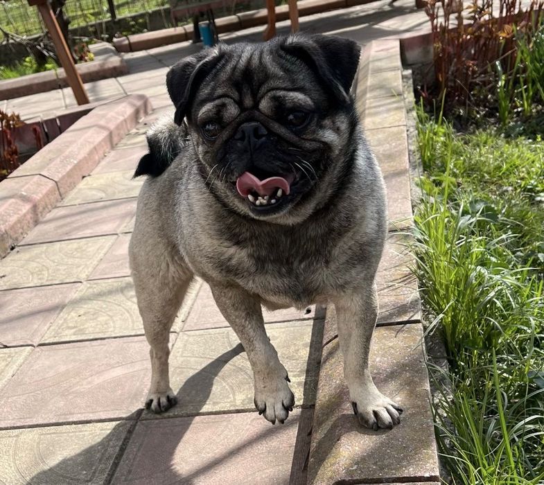 Vând câine mops/pug mascul