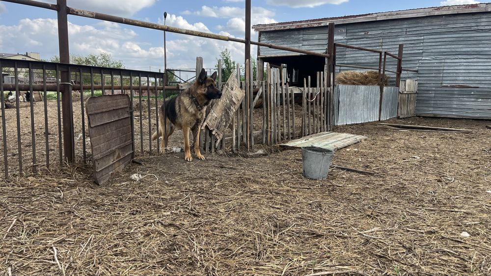 Продам немецкую овчарку