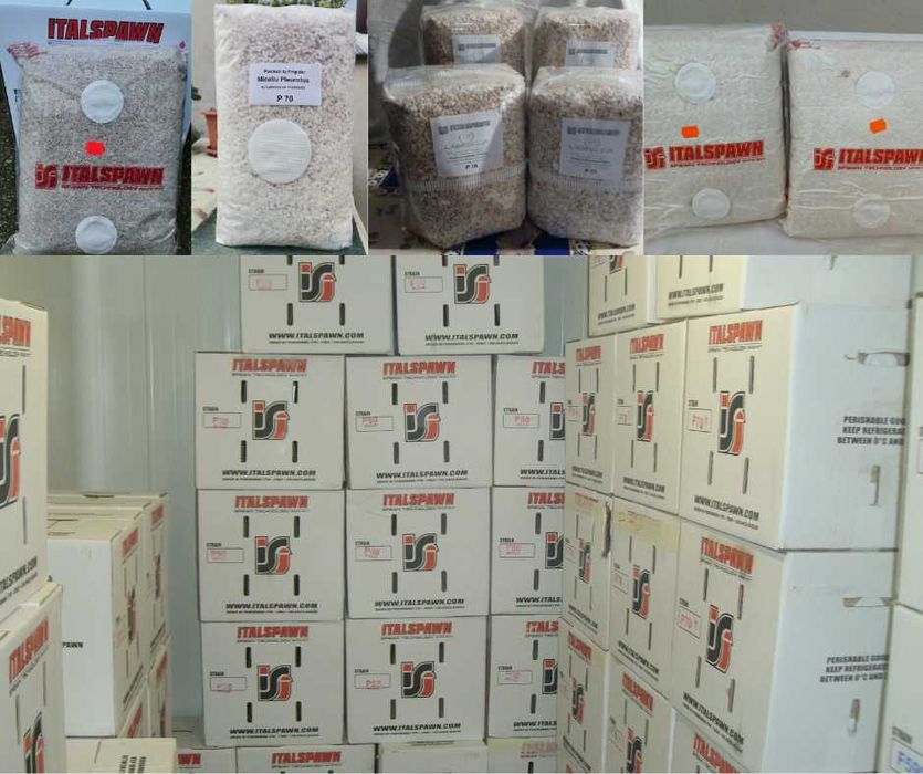 Miceliu pentru Pleurotus