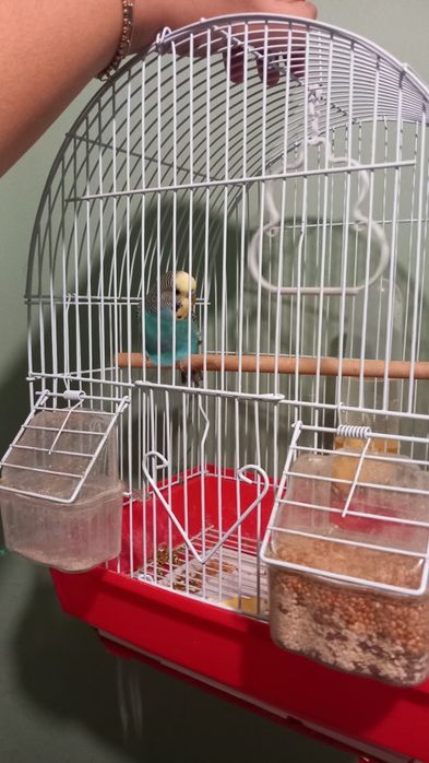 Papagal peruș donatie