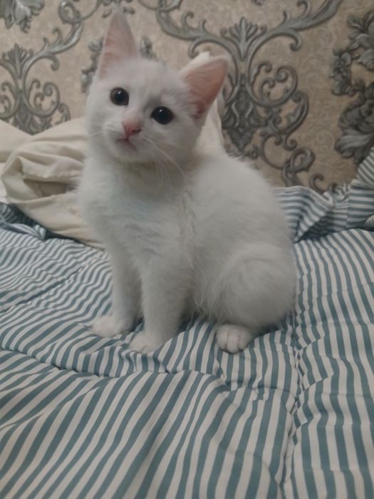 Продаётся котёнок мейн-кун с турецкой ангорой