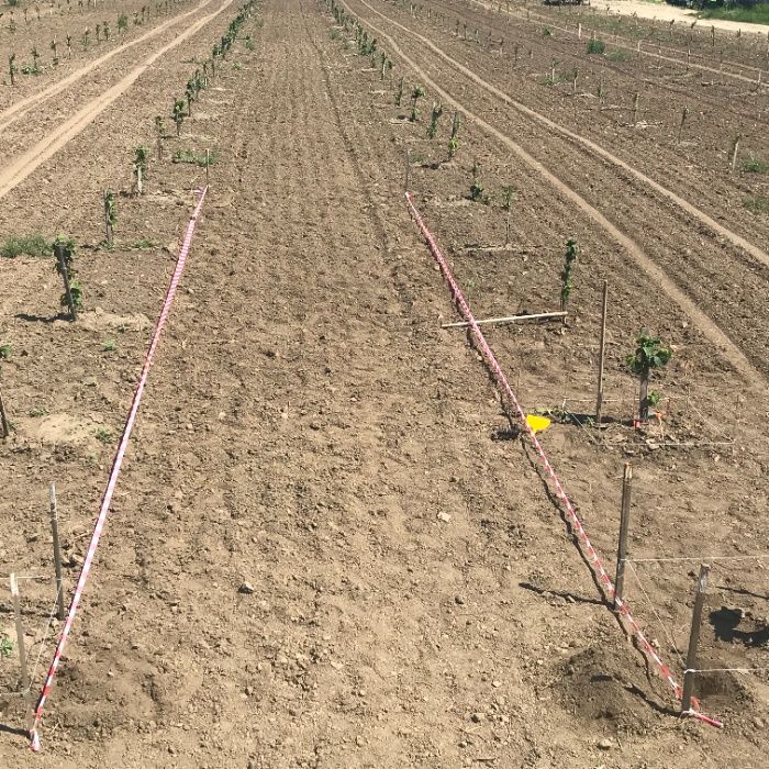 Înființăm Plantații Pomicole ! Furnizăm Plantele Dumneavoastră de Alun