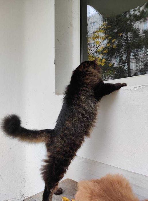 Motan iubitor caută om iubitor