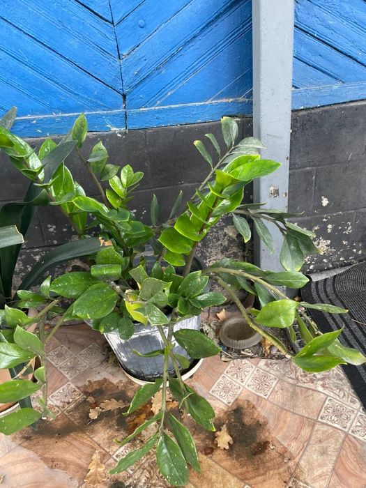 Продам комнатные  цветы