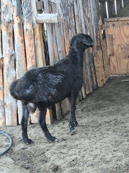 Продам кошкара на племя