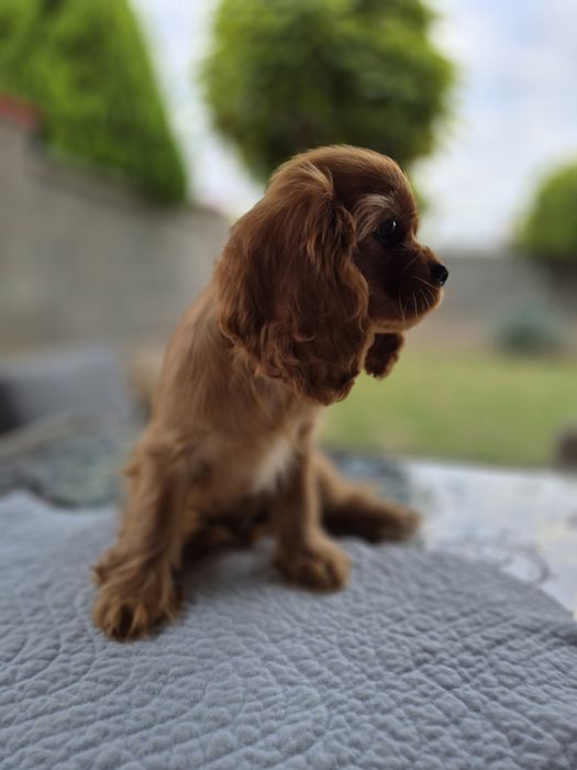 Cavalier king charles ruby
