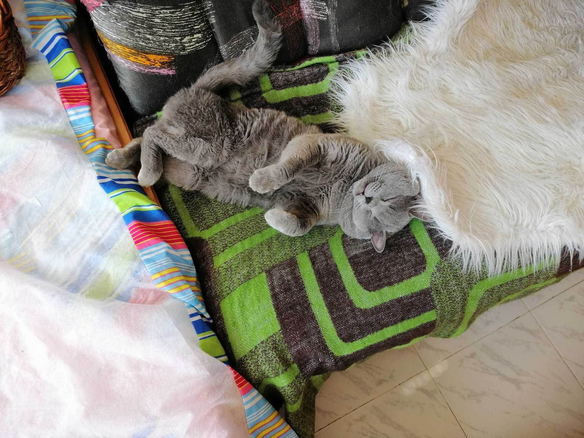 британски късокосмест котарак