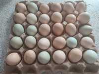 Продам домашние яйца 2000 лоток город павлодар