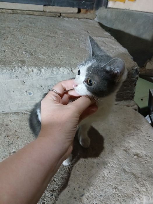 Котёнок в добрые руки 3-4 месяца,Чапаевка