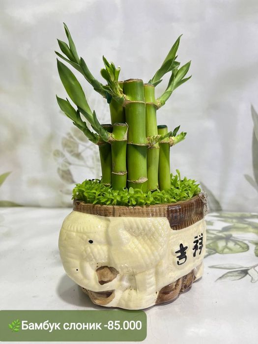 Продаётся Падакарпус, Хамедорея, Сансевиерия и др