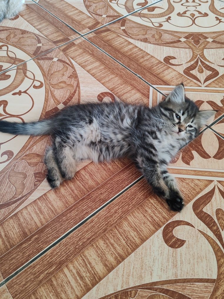 Котята бесплатно в добрые руки