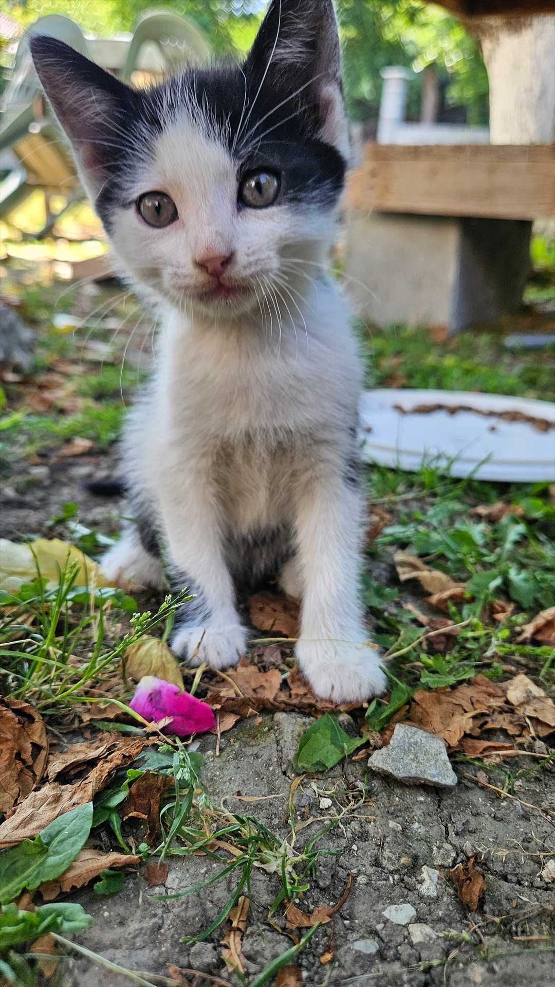 Подарявам котенца