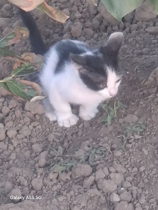 Подарява котенца