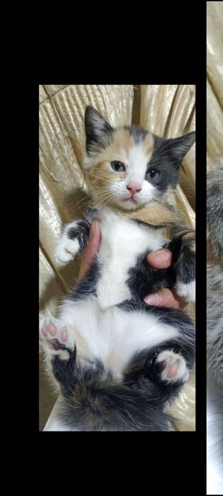 Котята отдам в хорошие руки, mushuk bolalari ishonchli qollarga berila