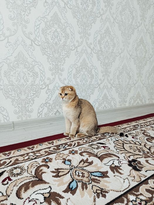 Золотистый шиншила