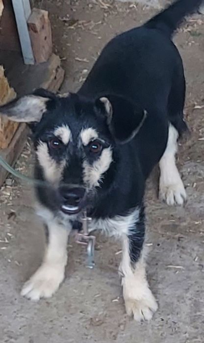 6 месячный щенок охотничий породы ягдтерьера, привитый