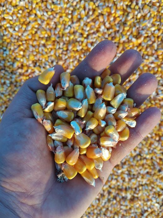 Vând porumb boabe de anul acesta