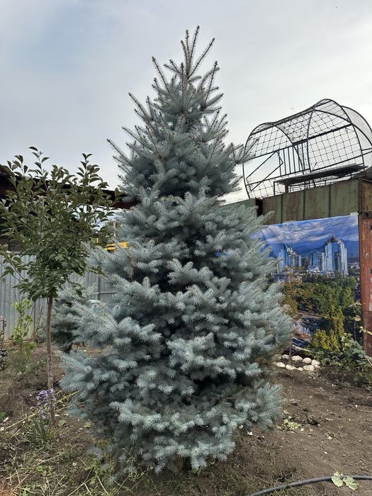 Продам Елку Талгар