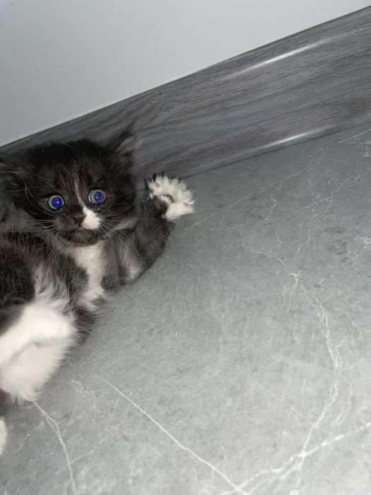 Продам котёнка в добрые руки