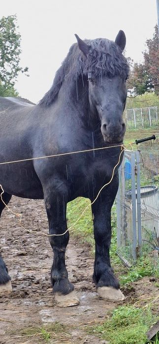 Armasar de vanzare sau pentru montă