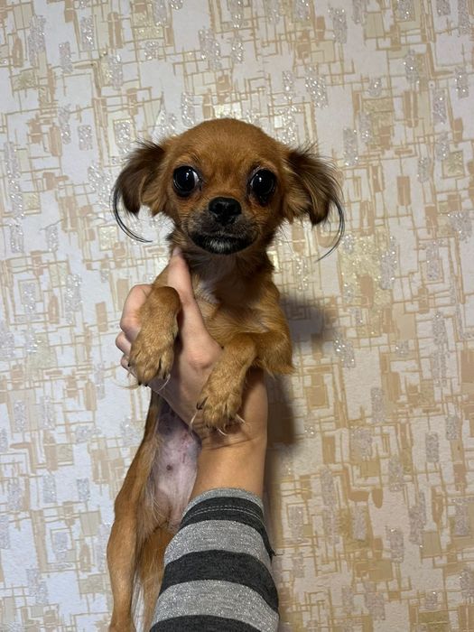 Девочка Той терьера