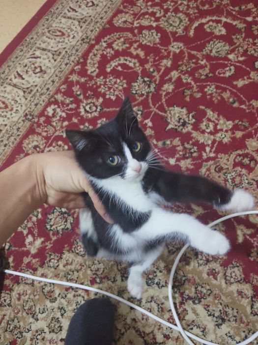 Котёнку дарим бесплатно