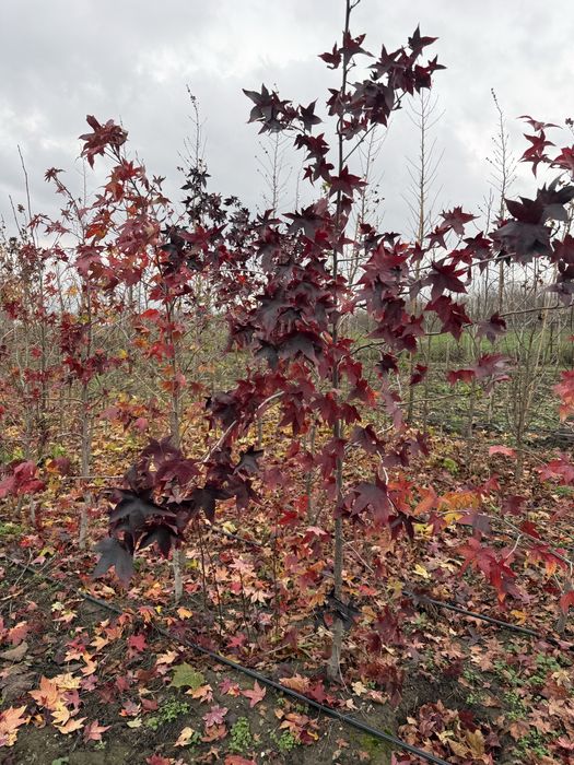 Arborele de guma - Liquidambar styraciflua