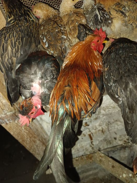 Vând cocoși pitici sau pereche