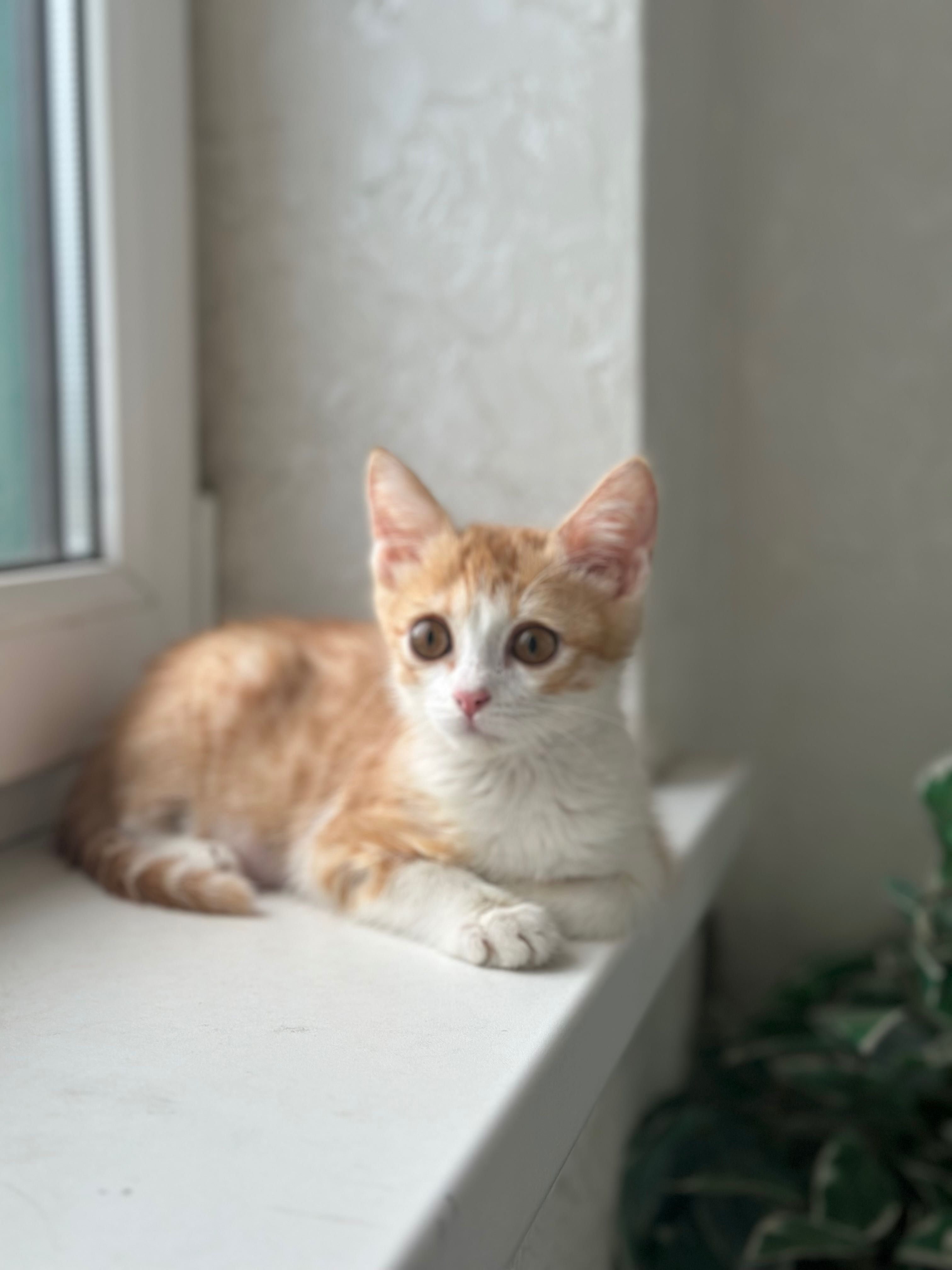 Котенок в добрые руки