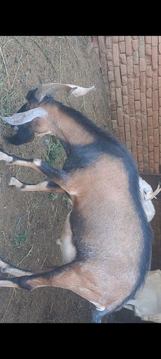 Продавам кротък пръч