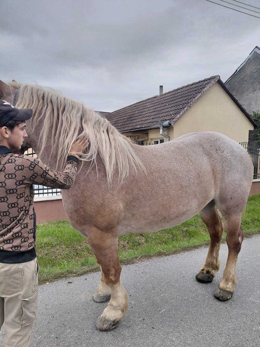 Vand urgent 3 cai grei detalii in descriere si la telefon