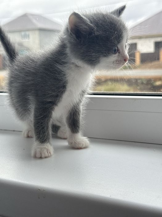 Кошка и котята даром