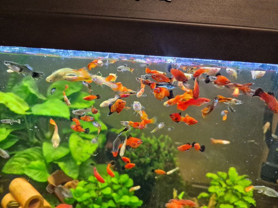 Рибки / гупи , плати , анциструси