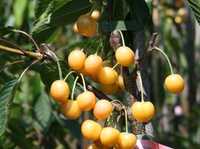 Саженцы плодовых деревьев Черешня желтая
