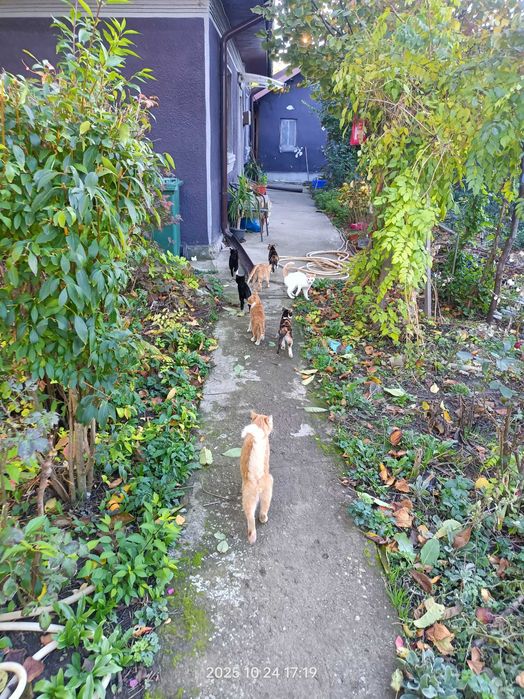 Donez pisici și căței