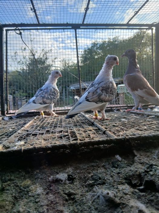 Vând porumbei poștă si satineți