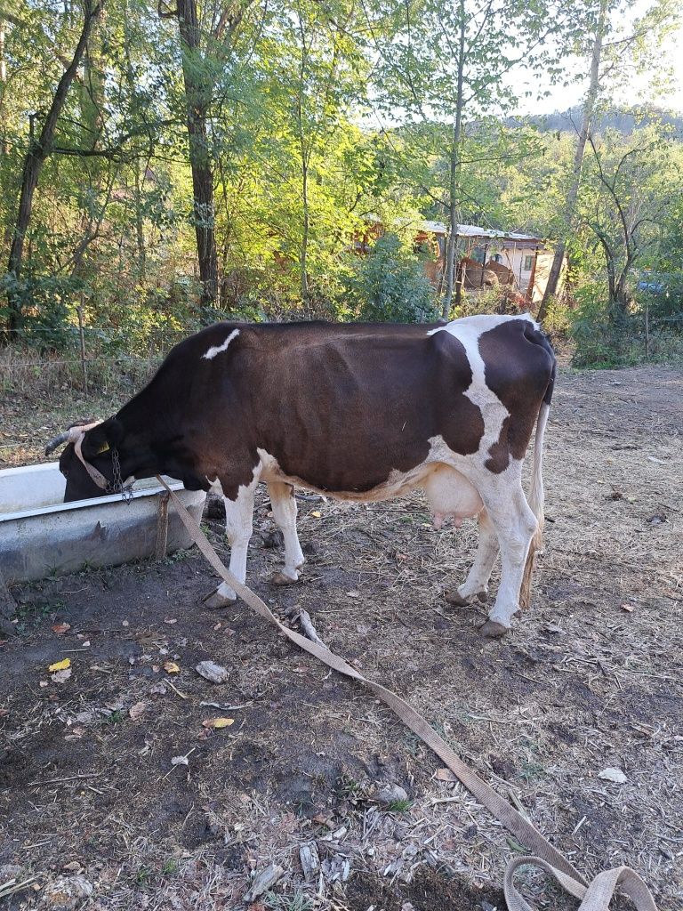 Vand vaca Holstein