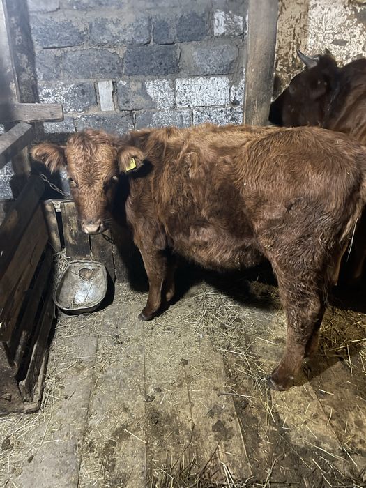 Продам теленка годовалый