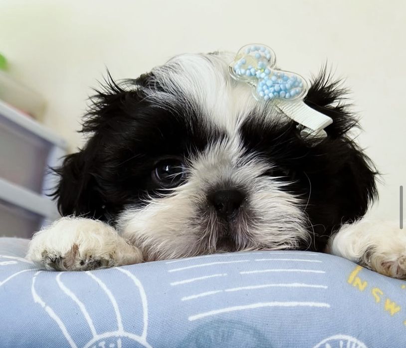 Bichon havanez superb