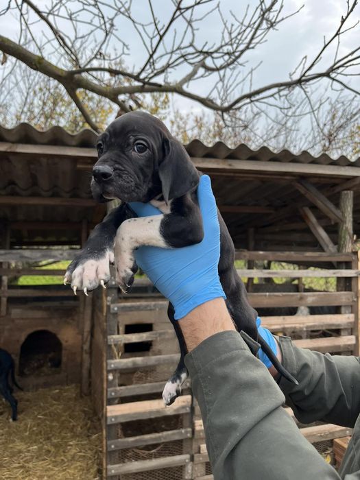 Английски пойнтер