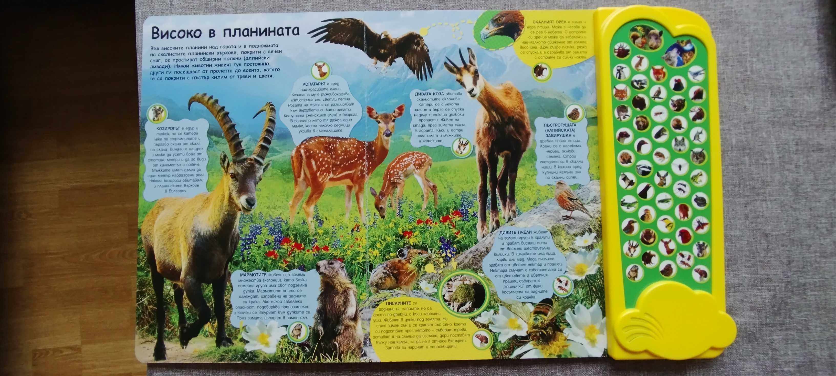 Детски книжки със звуци