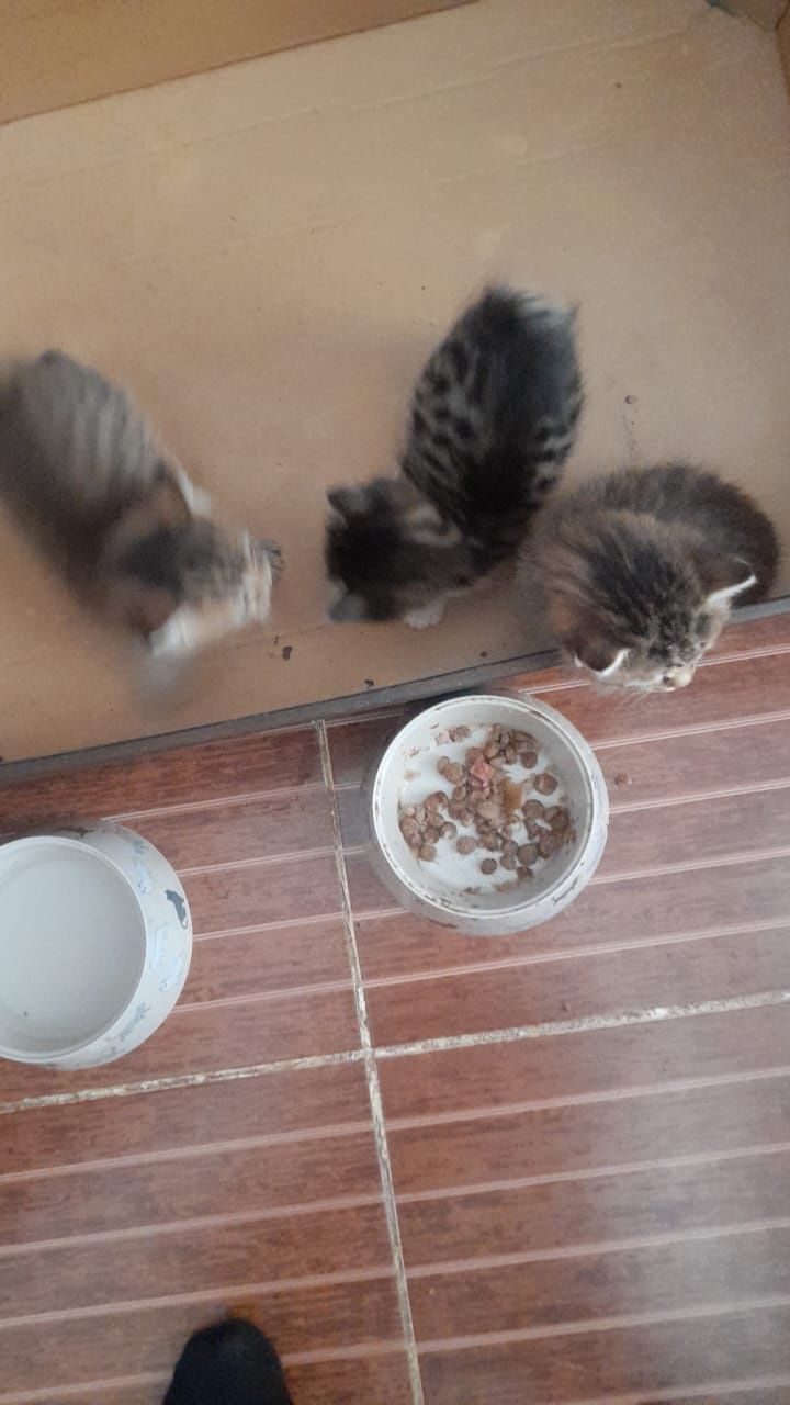 Отдам даром котят
