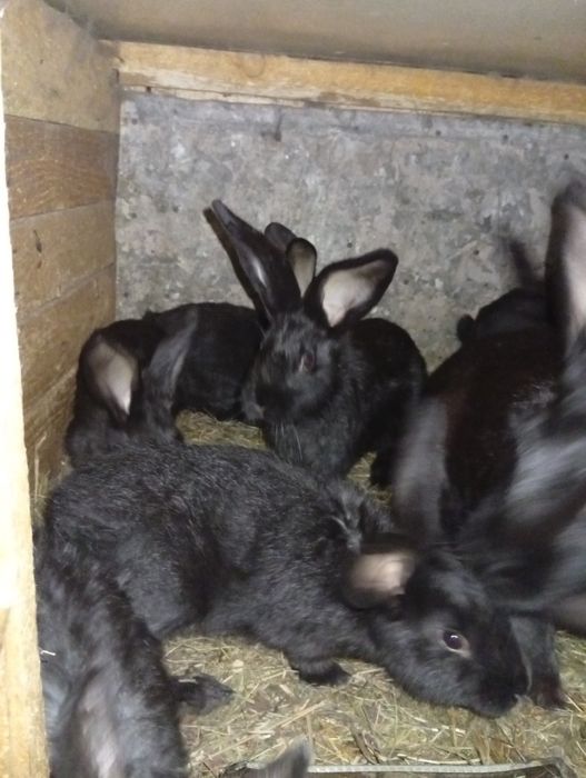 Vând iepuri românești