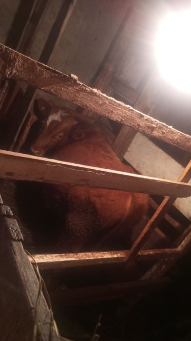 1 жасар тайнша сатам